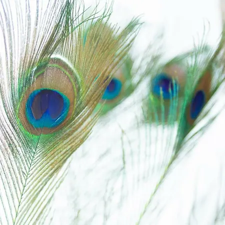 The Peacock Pad *